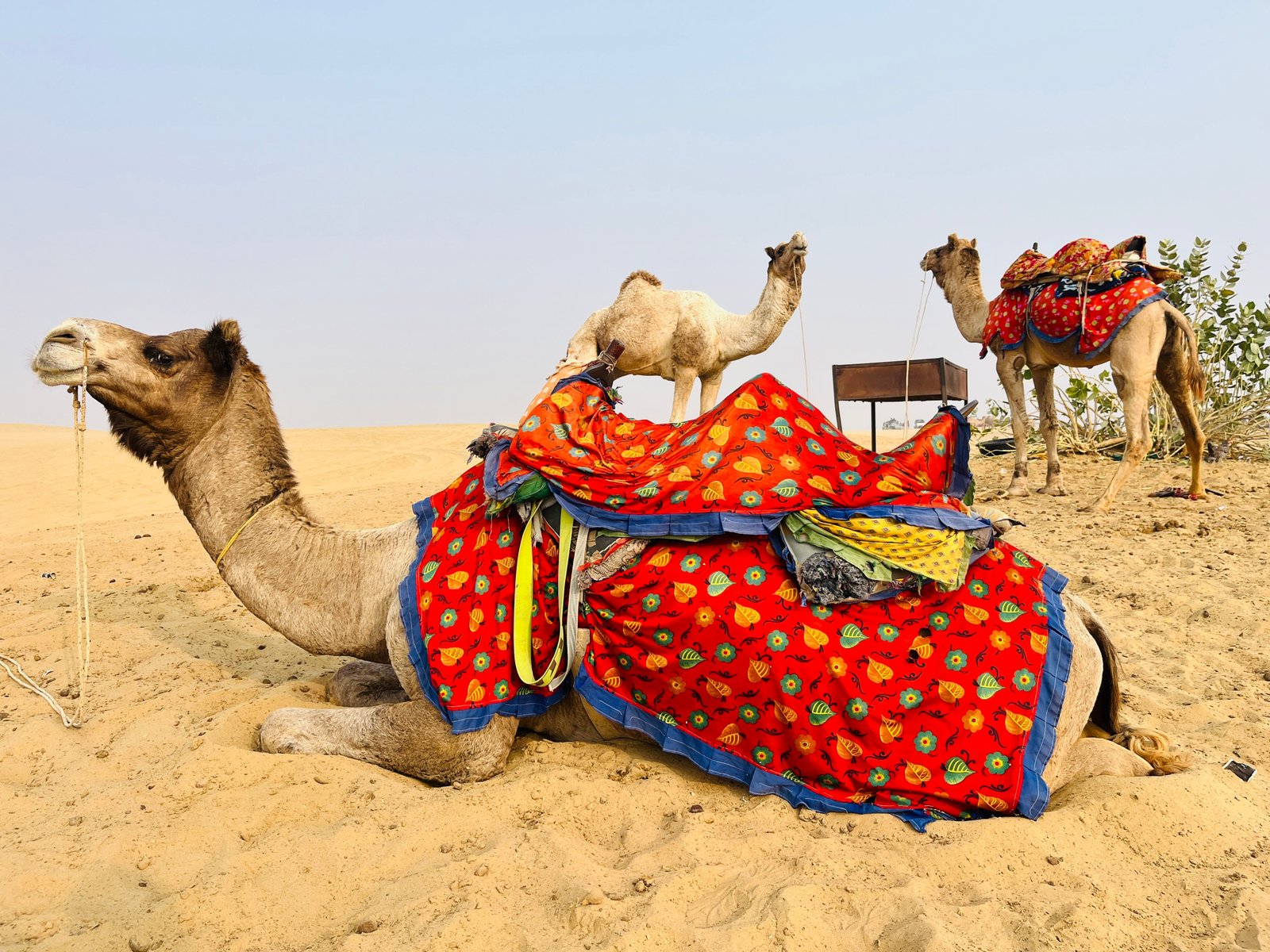 Nomadic Non-Touristic Overnight Thar Desert & Camel Safari